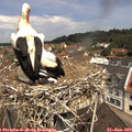 11_30-nest.jpg