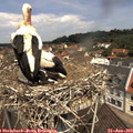 11_35-nest.jpg