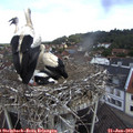11_40-nest.jpg