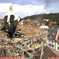 11_45-nest.jpg