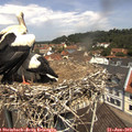 11_50-nest.jpg