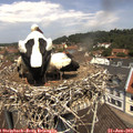 11_55-nest.jpg