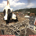12_00-nest.jpg