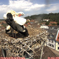 12_05-nest.jpg