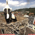 12_10-nest.jpg