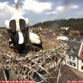 12_15-nest.jpg