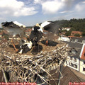 12_25-nest.jpg