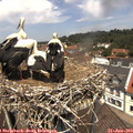 12_30-nest.jpg