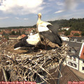 12_35-nest.jpg