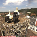 12_40-nest.jpg