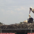 12_45-mast.jpg