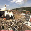 12_50-nest.jpg