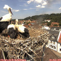 12_55-nest.jpg