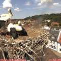 13_00-nest.jpg