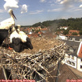 13_05-nest.jpg