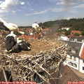13_10-nest.jpg