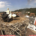 13_20-nest.jpg