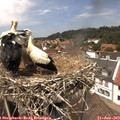 13_40-nest.jpg