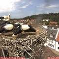 13_45-nest.jpg