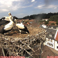 13_50-nest.jpg