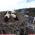 13_55-nest.jpg