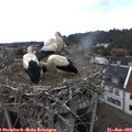 14_00-nest.jpg