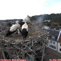 14_05-nest.jpg