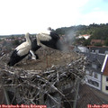 14_10-nest.jpg