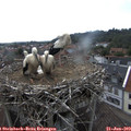 14_15-nest.jpg