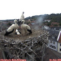 14_20-nest.jpg
