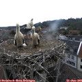 14_25-nest.jpg
