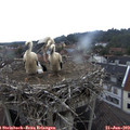 14_30-nest.jpg