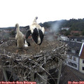 14_35-nest.jpg