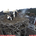 14_40-nest.jpg