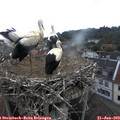 14_45-nest.jpg