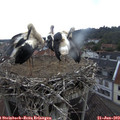 14_50-nest.jpg