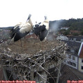 14_55-nest.jpg
