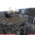 15_00-nest.jpg