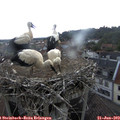 15_05-nest.jpg