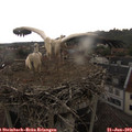 15_10-nest.jpg