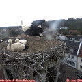 15_15-nest.jpg