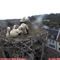 15_20-nest.jpg
