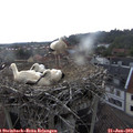 15_25-nest.jpg