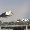 15_30-mast.jpg