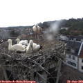 15_30-nest.jpg