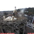 15_35-nest.jpg