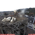 15_40-nest.jpg