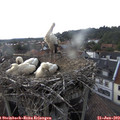 15_45-nest.jpg