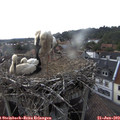 15_50-nest.jpg