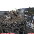 15_55-nest.jpg